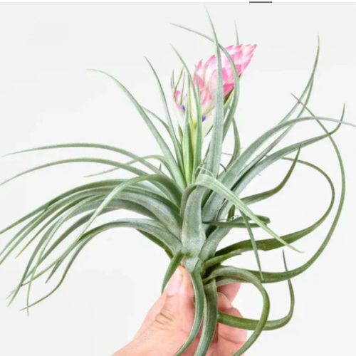 Blooming Air Plant
