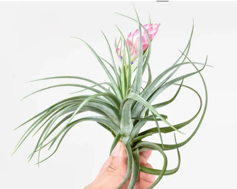 Blooming Air Plant