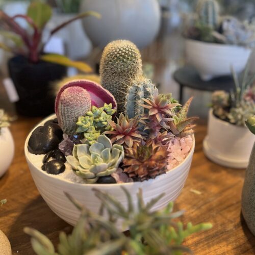 Valentine's Cactus Garden In Footed Planter