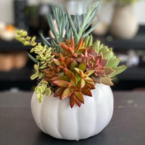 Succulent Pumpkin Workshop 11/5/26